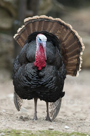 Domestic turkey