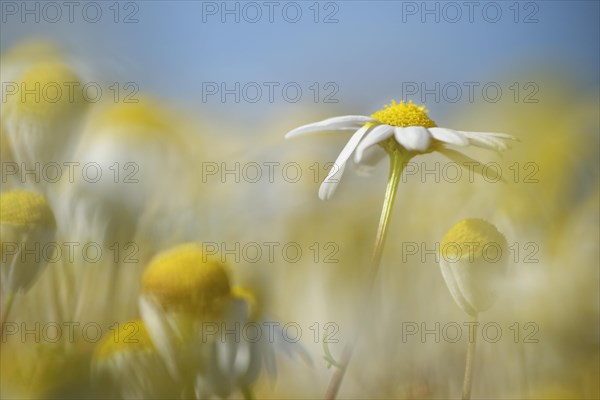 Scentless mayweed