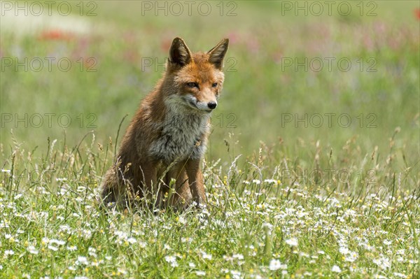 Red fox