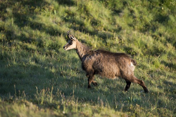 Chamois