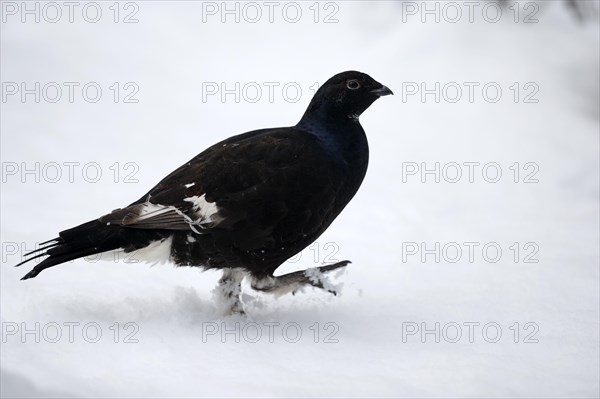 Black Grouse