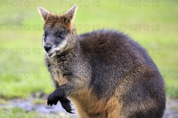 Bennett's wallaby