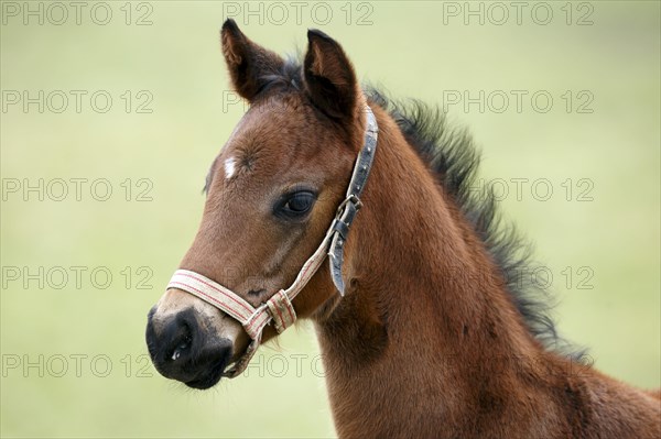 English thoroughbred horse