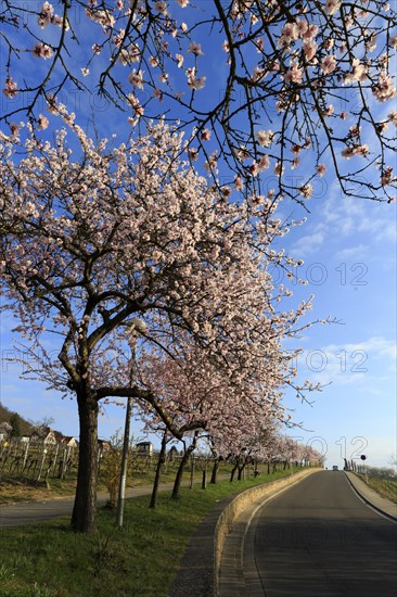 Almond tree