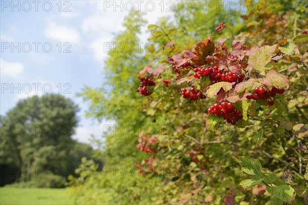 Guelder rose Viburnum opulus9