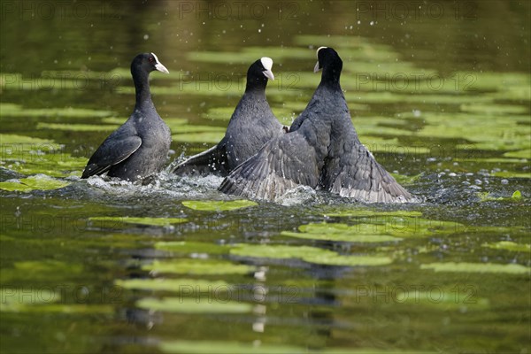 Fighting eurasian coots