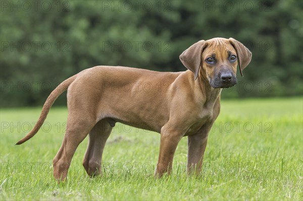 Rhodesian Ridgeback