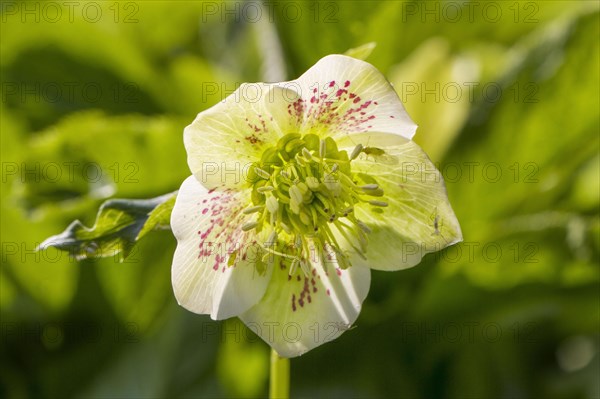 Stinking Hellebore