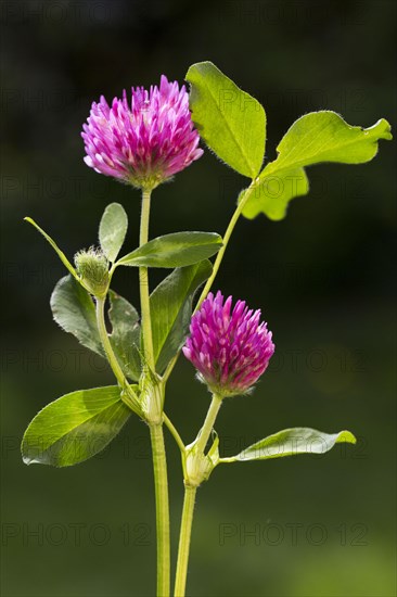 Red Clover