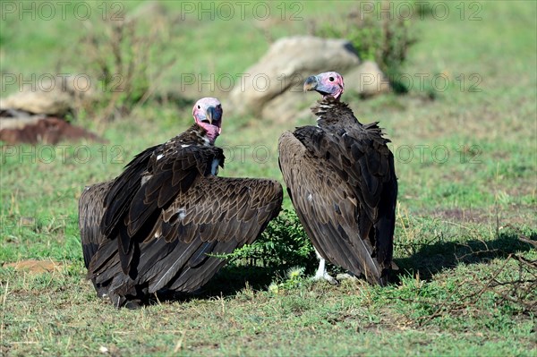 Lappet faced vulture