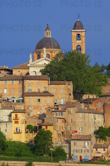 Urbino