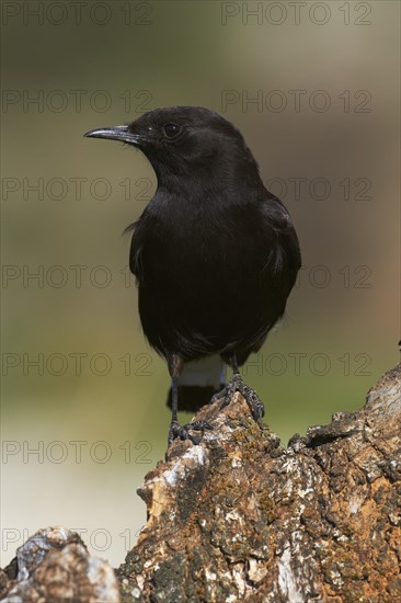 Black Wheatear