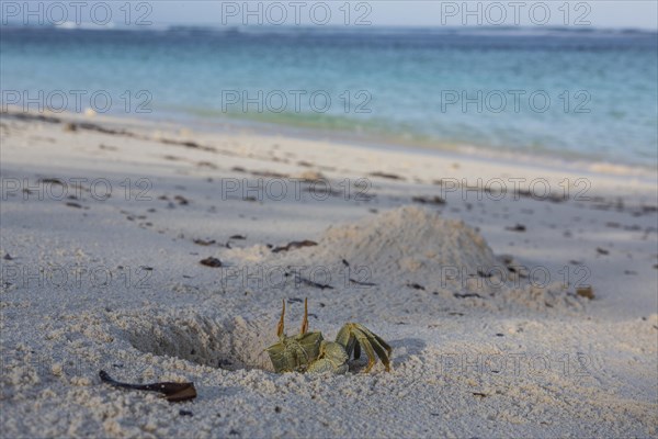 Ghost crab