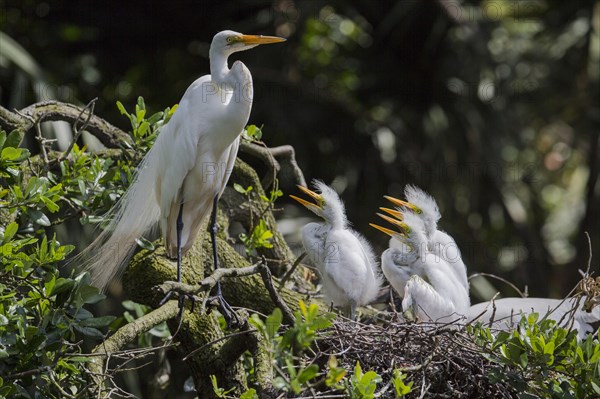 Great egret