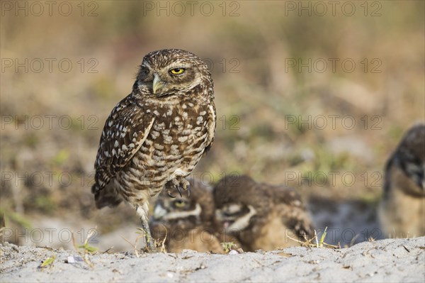 Burrowing owl