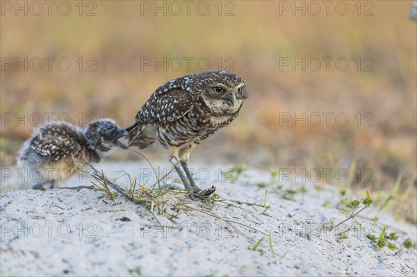 Burrowing owl