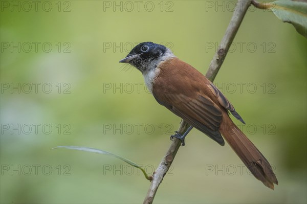 Seychelles Paradise Flycatcher f