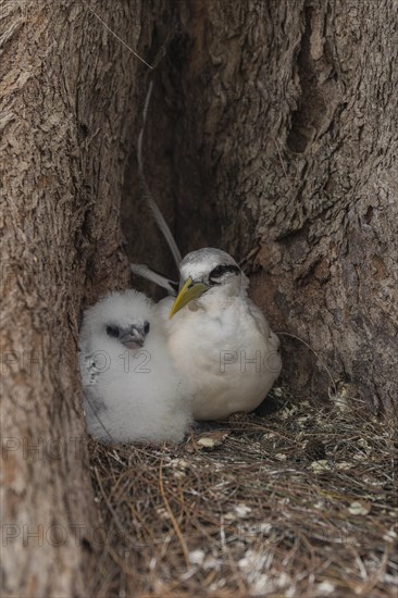 White-tailed tropicbird