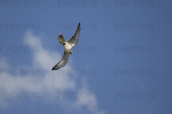 Lanner falcon