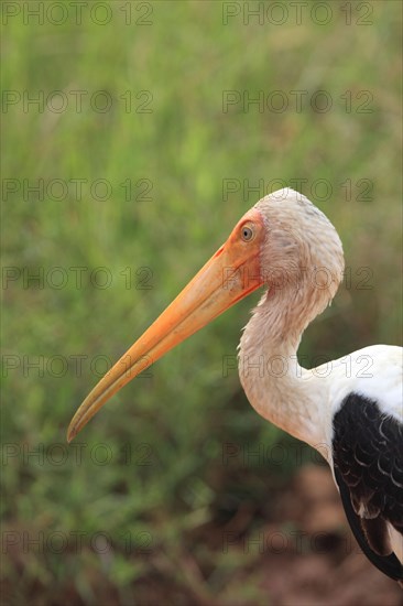 Painted stork