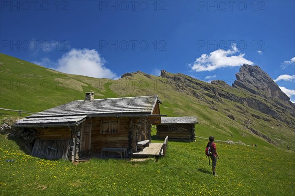 Alpine pasture on the Seceda with Geislerspitzen