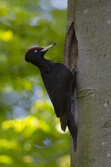 Black woodpecker