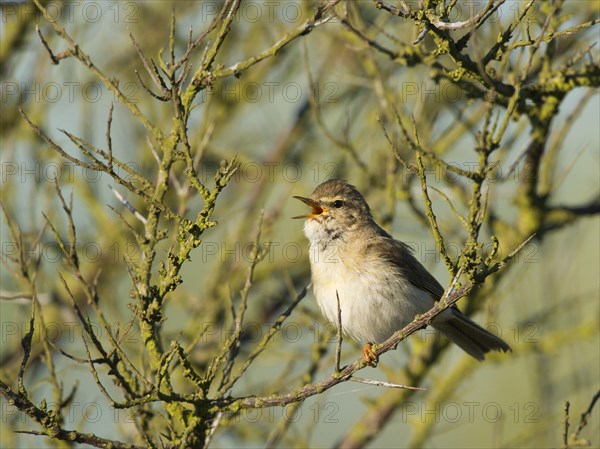 Willow warbler