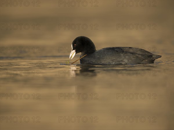 Common coot