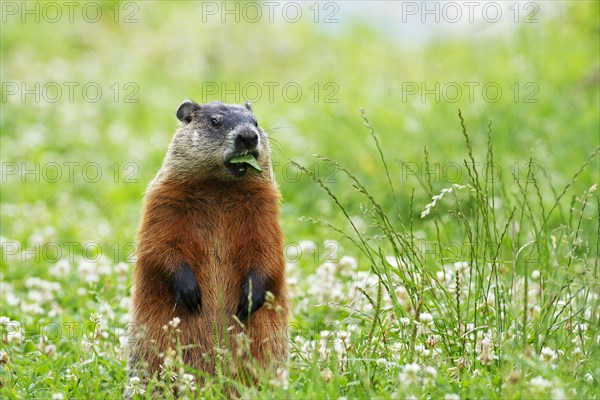 Groundhog feeding in a field