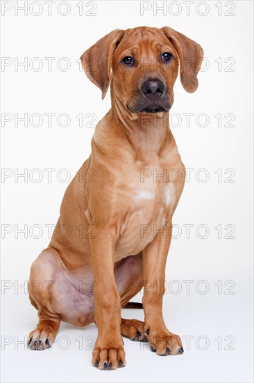 Rhodesian Ridgeback