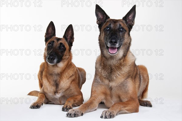 Malinois