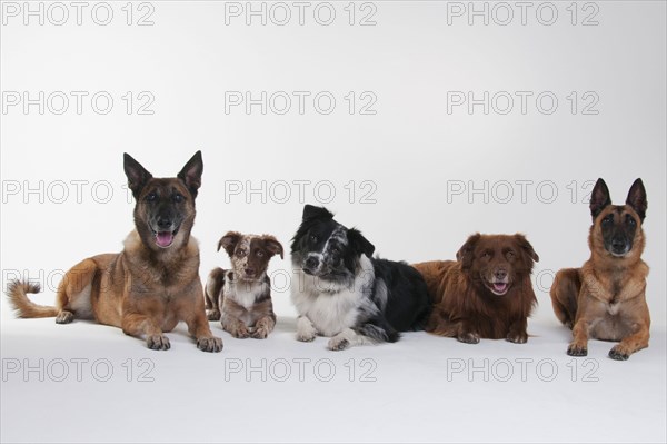 Australian Shepherd