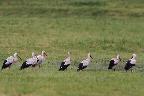 White storks