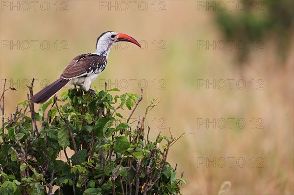 Red-billed hornbill