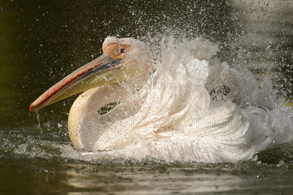 White Pelican