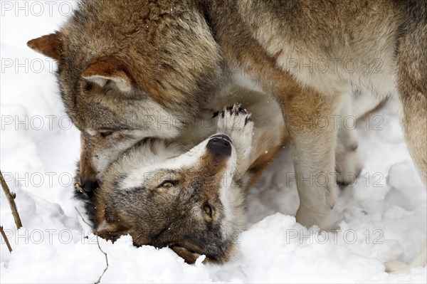 European Gray wolf