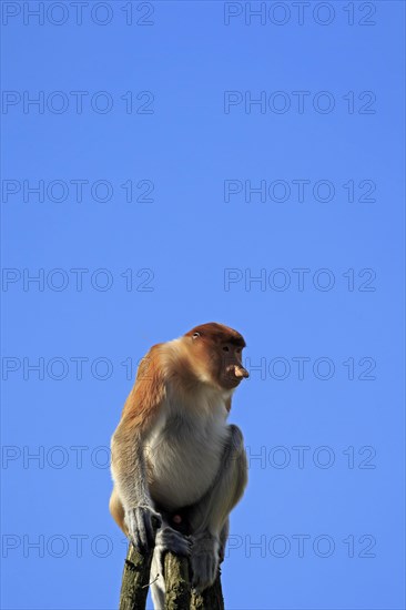 Proboscis monkey