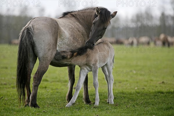 Wild Horse Duelmen