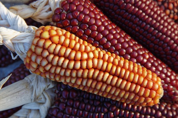 Dried corncobs