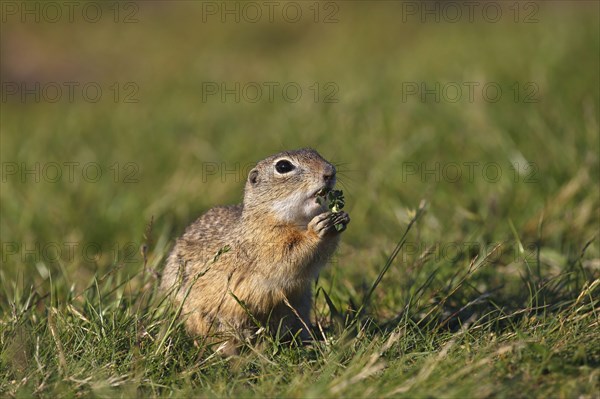 European gopher