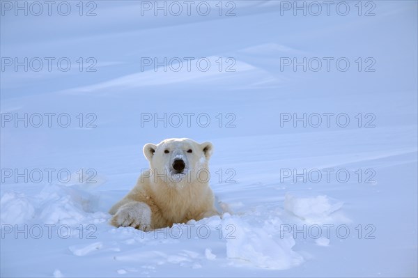 Polar bear