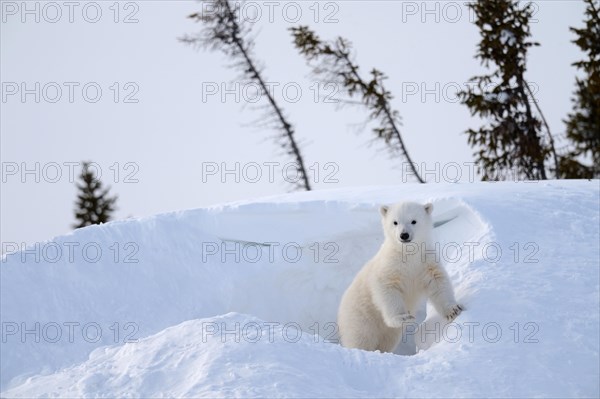 Polar bear