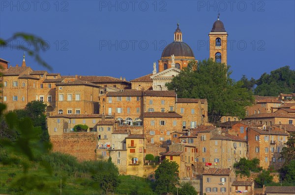 Urbino