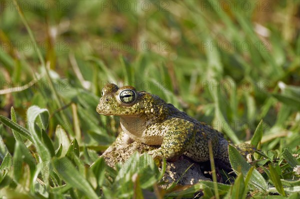 Natterjack Toad