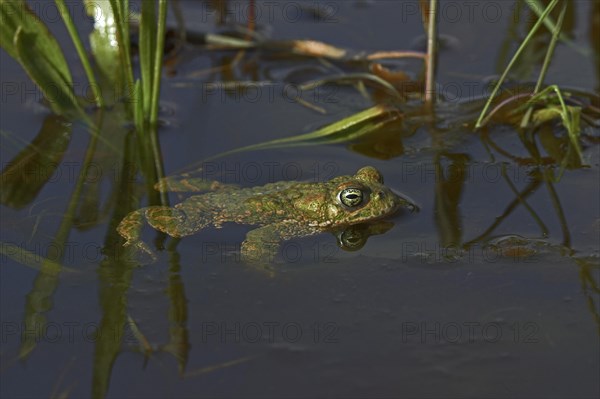 Natterjack Toad