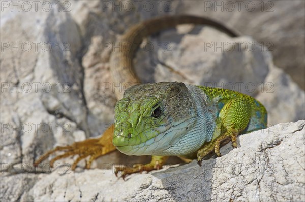 Scaled lizard