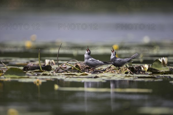 Black terns