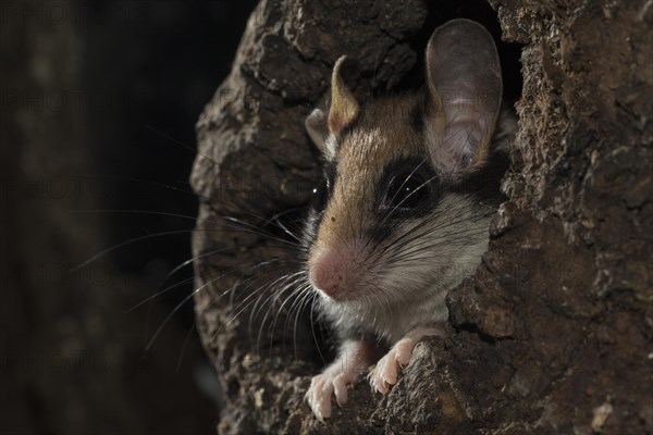 Garden dormouse