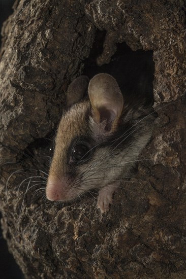 Garden dormouse