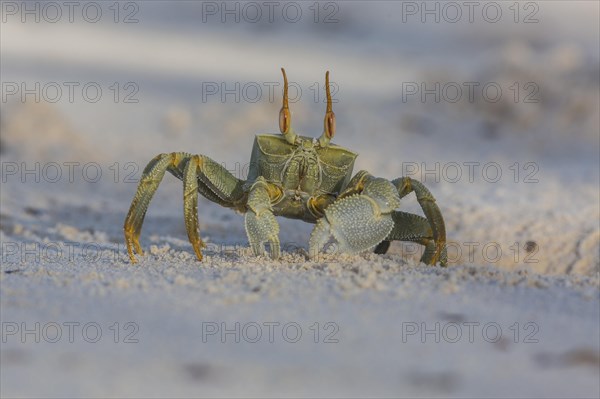 Ghost crab